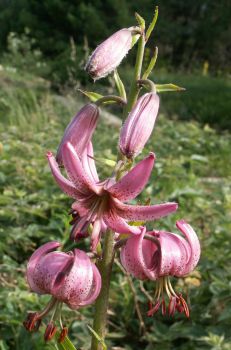 Lys Martagon